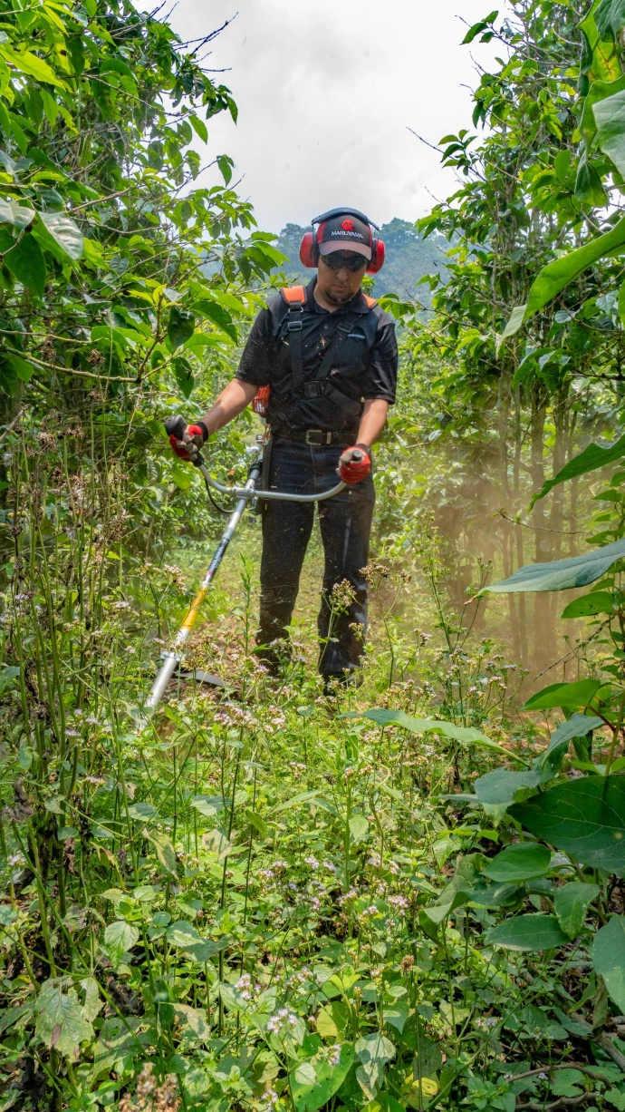 Uso de desmalezadora de potencia extrema maruyama b420h en desbroce forestal pesado
