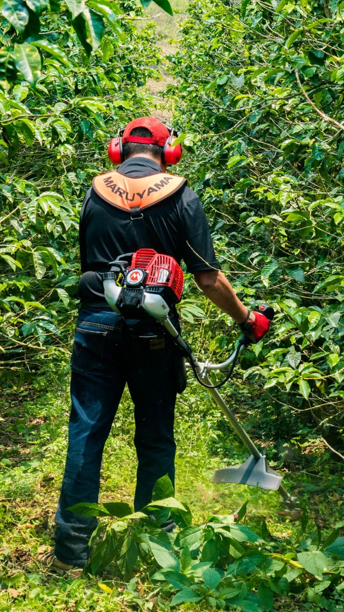 Desmalezadora Maruyama profesional trabajando en maleza densa de potreros en Ecuador